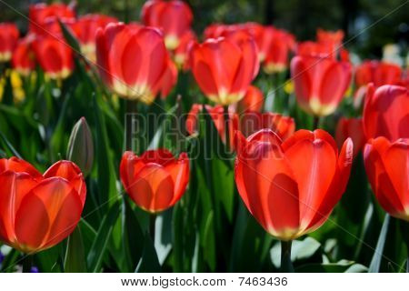 Tulipe rouge