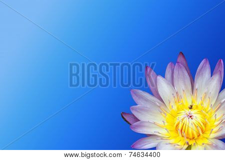 lotus flower