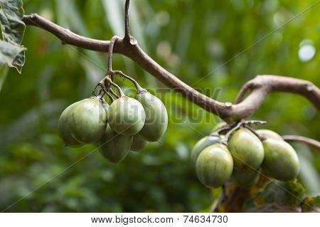 Green Tamarillos On A Branch