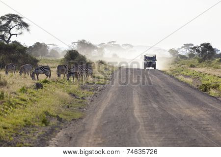 Zebras And Safari Car In Kenya
