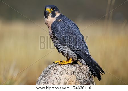 Peregrine Falcon Sitting On A Rock