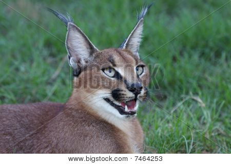 Caracal eller Lynx stående
