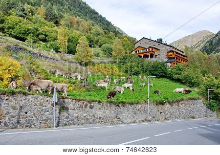 Typical Dark Brick Andorra House With Grazing Cows