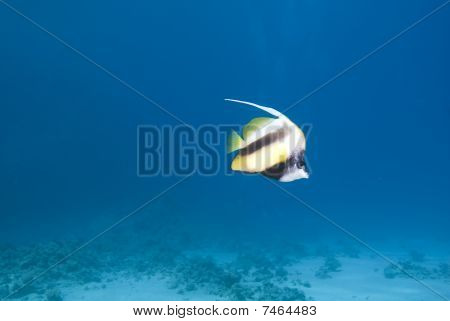 Do częstych Morze Czerwone