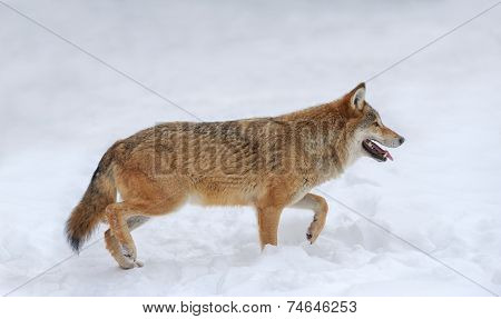 Gray Wolf