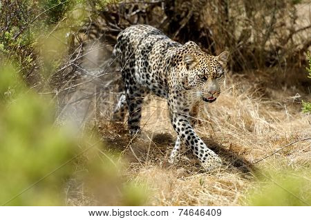 Leopard