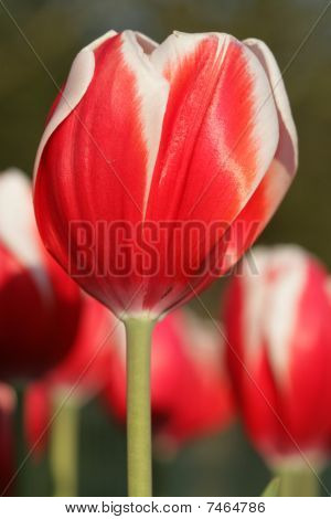 Tulipan
