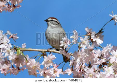 Chipping Sparrow mit Kirsche blüht