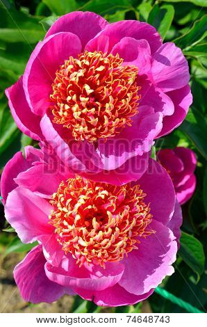 Blooming Purple Peony Flowers