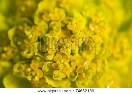 Euphorbia Palustris