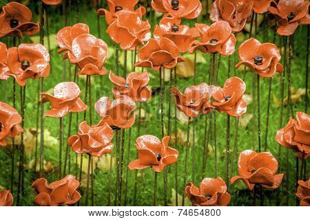Rain Stained WWII Poppies