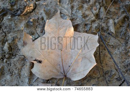 brown tree leaf