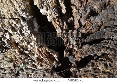 tree crack