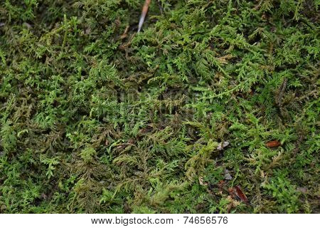 green back ground