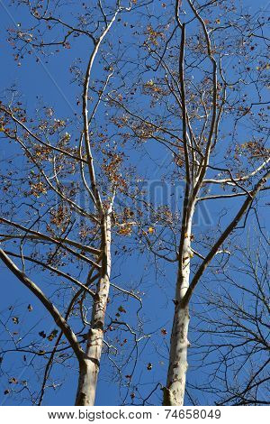 up looking tree