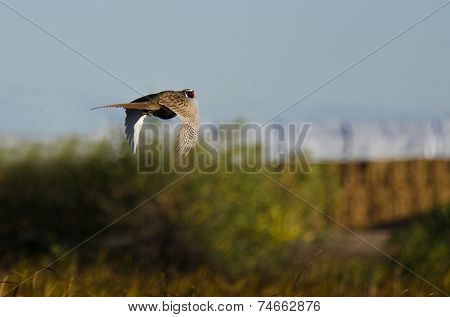 Ring-necked Pheasant Flying Over The Field