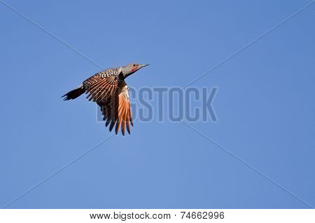 Northern Flicker Flying In A Blue Sky