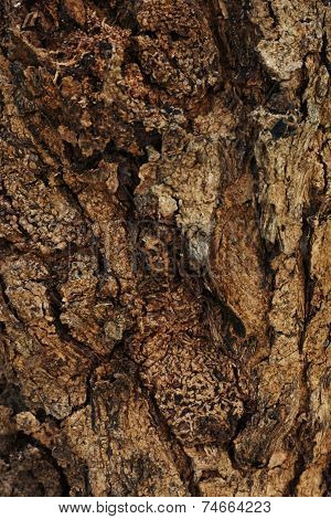 bark (wood) 2