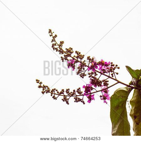 Dried Flowers