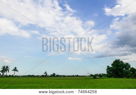 Field And Sky