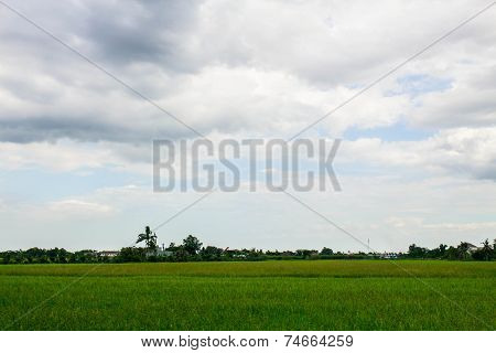 Field At Sunset