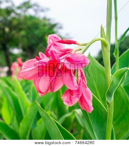 Flower Garden