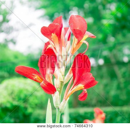 Flowers Red In The Garden