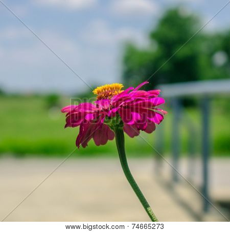 Pink Flowers