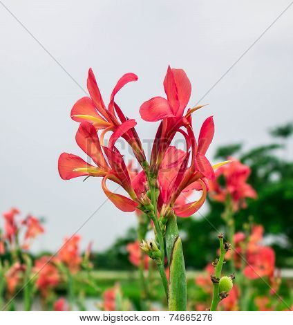 Pink Flowers