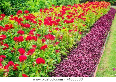Planting Red Flowers .