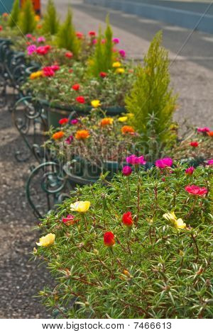 Gruppe von Flowerpots mit Blume