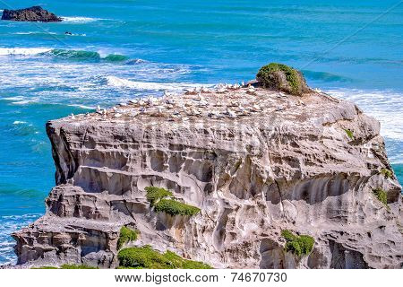 Gannet habitat
