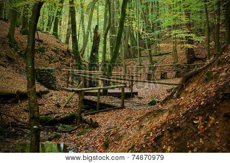 Season Forest Path