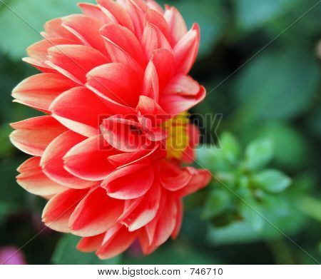 Vue de côté de Dahlia