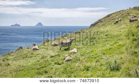 A panoramic image of Skellig in Ireland