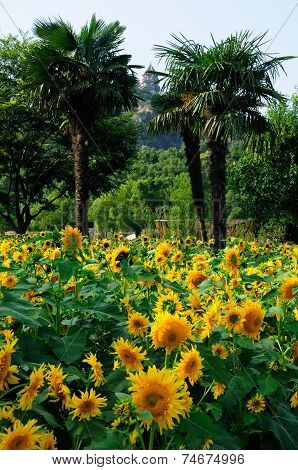 Fields of Sunflowers