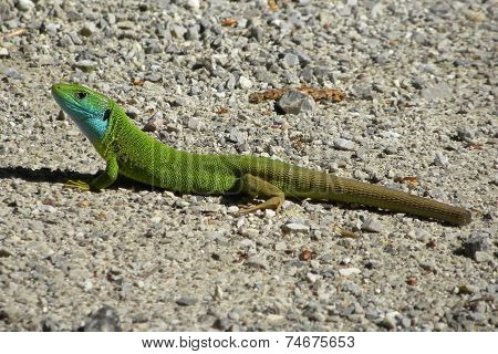 lizard