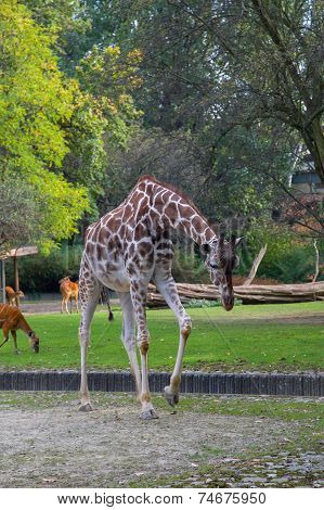 Giraffe