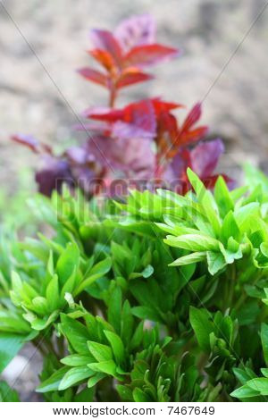 春の花の背景