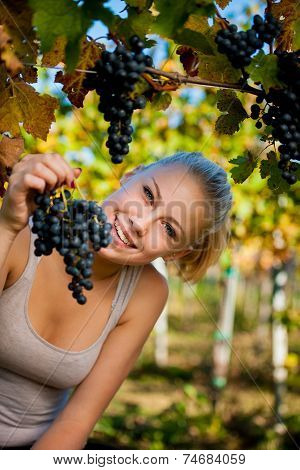Beautiful Young Blonde Woamn Harvesting Grapes In Vineyard