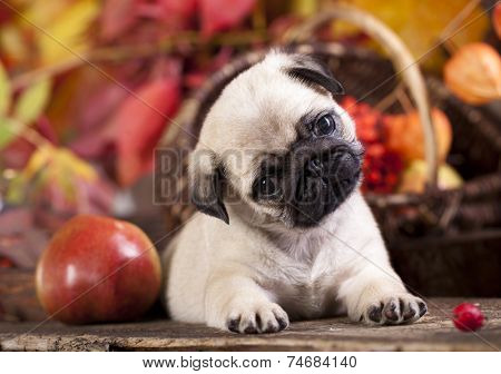 pug puppy