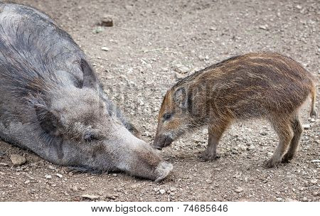 Wild boar