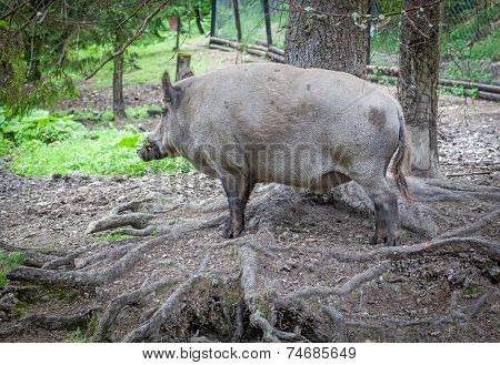 Wild boar