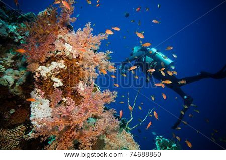 Scuba Diver, Tropical Fish and Coral Reef on Red Sea