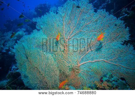 Giant fan (gorgonian) in the currenton Red Sea reef underwater