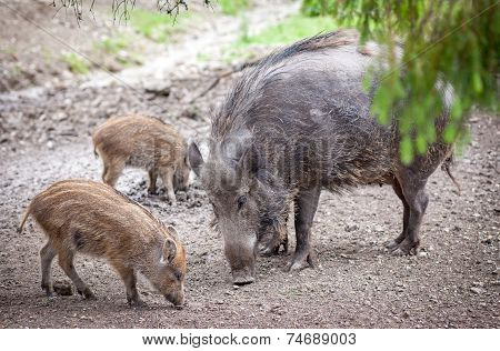 Wild boar