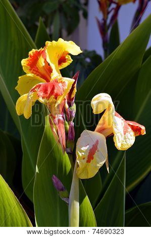 Canna generalis 'Cleopatra' Latin name Indian Shot