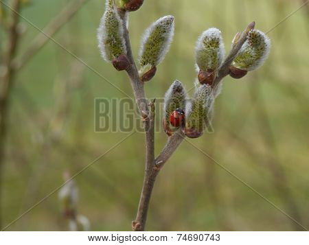 seven-spot ladybird