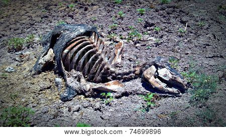 Dead cow