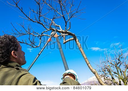 pruning tree